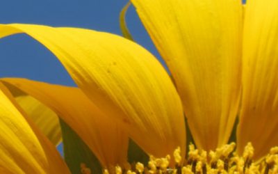 Wakacyjny kurs jogi dla początkujących – 30.06.2021