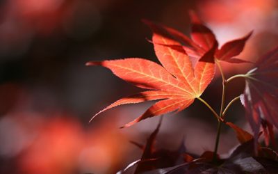 Jesienny kurs jogi dla początkujących – 28 września 2021