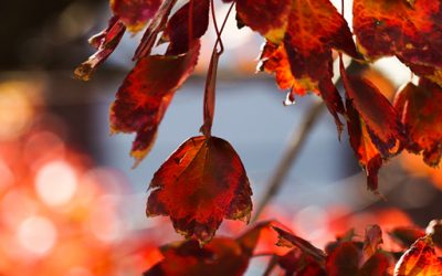 Nowy kurs jogi dla początkujących – 25 listopada 2021