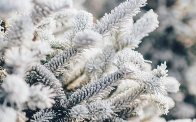 Grafik 28 – 30 grudnia 2021