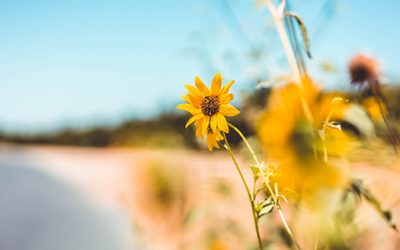 Wakacyjny kurs jogi dla początkujących – 21 czerwca 2022