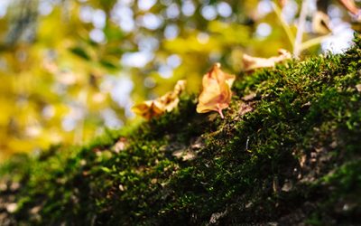 Kurs jogi dla początkujących – 3 października 2022